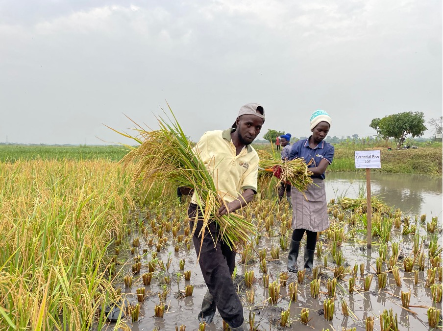 图片包含 户外, 草, 人, 男人
描述已自动生成